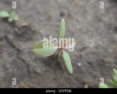 Seedling of Amaranthus retroflexus (redroot pigweed)