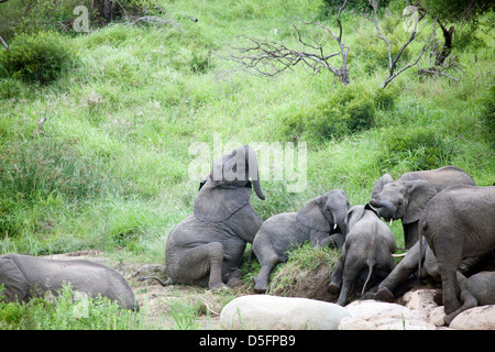 Nursery herd elephants Stock Photo