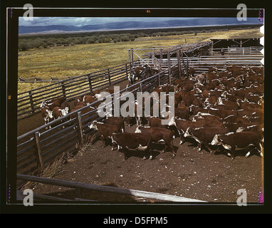 Cattle in corral waiting to be weighed before being trailed to railroad, Beaverhead County, Montana (LOC) Stock Photo