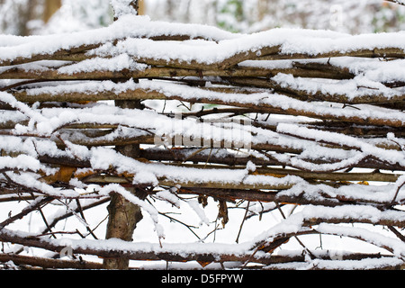 Snow pattern on a laid hedge in winter. Stock Photo