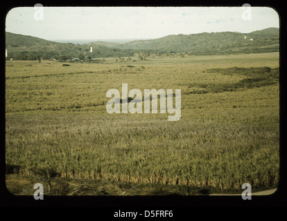 Sugar cane land, Yabucoa Valley? Puerto Rico (LOC) Stock Photo