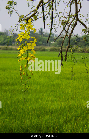 Golden shower flowers Stock Photo