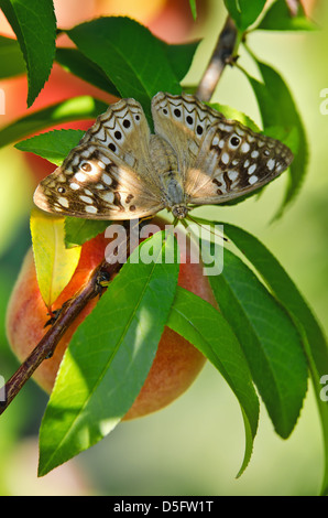 Hackberry Emperor butterfly (Asterocampa celtis) on peach tree branch Stock Photo