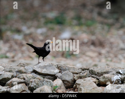 A blackbird stands over a pile of rocks in a forest on the Spanish island of Mallorca Stock Photo