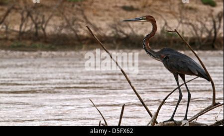 Goliath Heron on the Kunene River Stock Photo