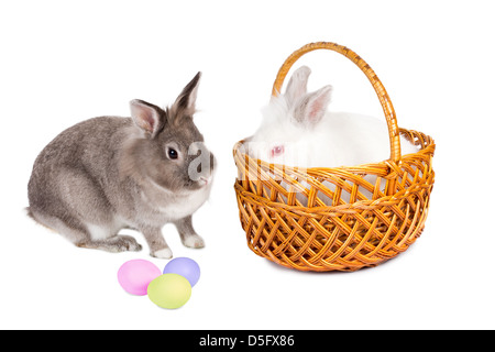 Two adorable furry Easter bunnies, one in a pretty wicker basket with the second sitting facing it in profile, looking after three colourful traditional painted Easter eggs, isolated on white. Stock Photo
