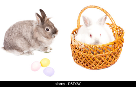 Gift of two cute little Easter bunnies, one fluffy white one in a wicker basket and the second grey one sitting sideways alongside, together with three hand painted colourful Easter eggs on white. Stock Photo