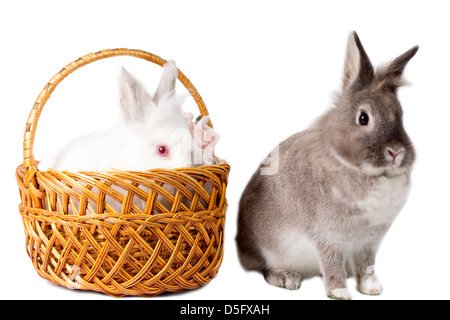 Two adorable pet rabbits side by side on a white background with an alert grey rabbit sitting up and a white one sitting in a wicker basket. Stock Photo