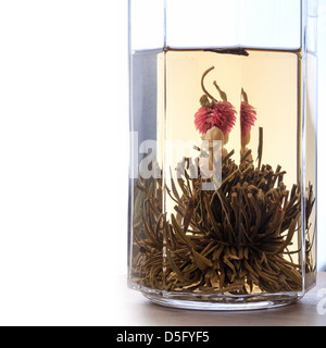 Green Chinese flower tea is brewed in the glass above white background Stock Photo