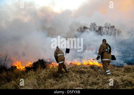 01 April 2013 U.K With the alpine conditions in the west coast of Scotland hill fires are raging.This particular one started today above Banavie on the outskirts of Fort William opposite Ben Nevis.Firefighters struggled to control it and a helicopter was called as it swept towards a near by forestry plantation. Stock Photo