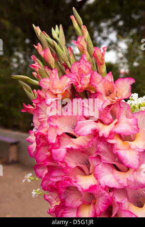 Madagascar, Antananarivo, Analakely Market, pink gladioli flowers for sale Stock Photo