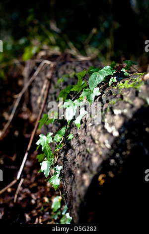 Ivy growing on fallen tree Stock Photo