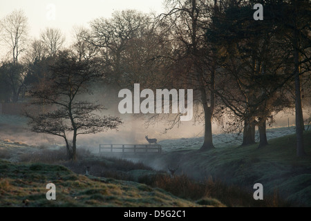 Deer in the early morning light. Stock Photo