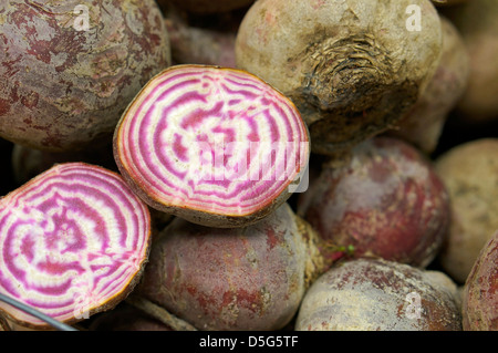 Raw Striped Beetroot Stock Photo