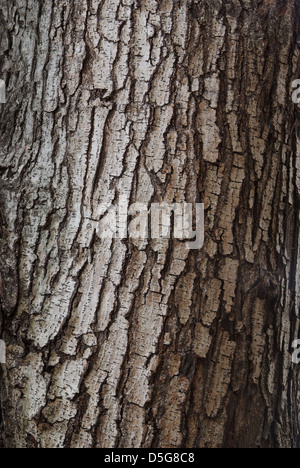 Close up texture of fracture on the tree bark. Stock Photo