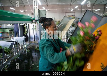 Ethiopian flowerr farm Stock Photo