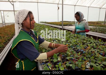 Ethiopian flowerr farm Stock Photo