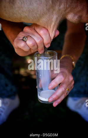 A Gaucho milking a cow by hand on an Estancia in Uruguay Stock Photo