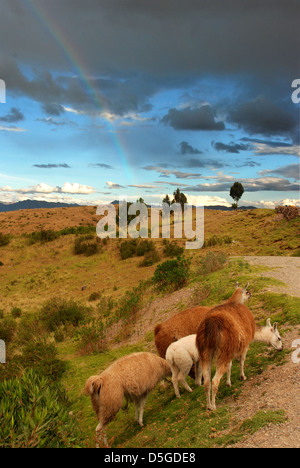 Llamas feeding in the Andes, at the foot of a rainbow Stock Photo