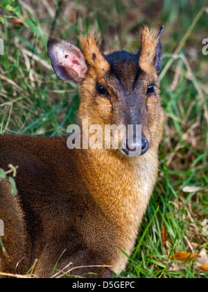 Chinese Muntjac Deer Muntiacus reevesi Droppings Stock Photo: 66245609 ...