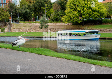 A lone pelican stands at its post ready to perform for tourists visiting Adelaide's Torrens River Stock Photo