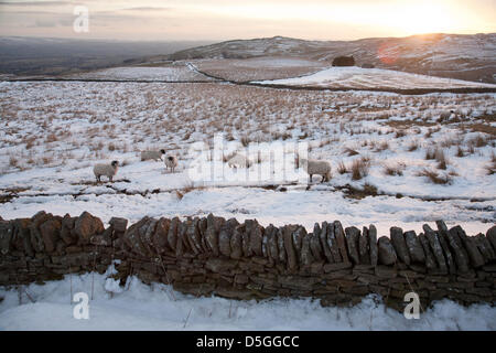 Teesdale, County Durham, UK. 31st March 2013. Snow cover remains in Teesdale, County Durham, England, UK where sheep farmers continue to feed stock with hay. Recent low temperatures have maintained snow conditions in upland areas of the UK. Credit: Rupert Sagar-Musgrave / Alamy Live News Stock Photo