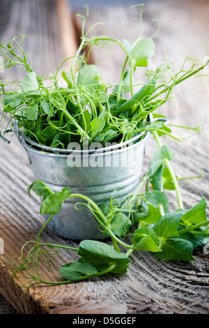 Fresh pea sprouts in little bucket, selective focus Stock Photo