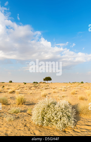 One rhejri (prosopis cineraria) tree in the thar desert (great indian desert) under cloudy blue sky Stock Photo