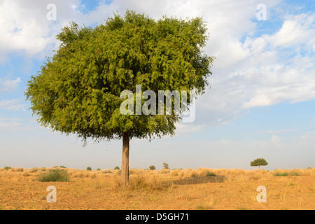 One rhejri (prosopis cineraria) tree in the thar desert ( great indian desert) under cloudy blue sky Stock Photo