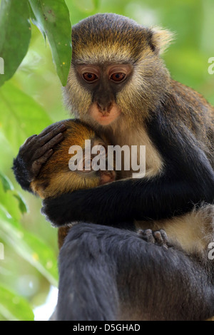 sacred Mona monkey with baby in Boabeng Fiema Monkey Sanctuary, Ghana Stock Photo