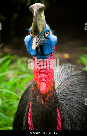 Images of Australian cassowary look into the camera angry face Stock ...