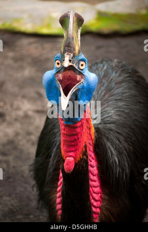 Images of Australian cassowary look into the camera angry face Stock ...