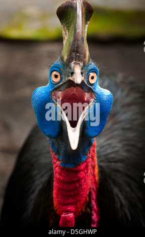 Images Of Australian Cassowary Look Into The Camera Angry Face Stock 