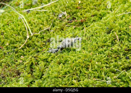 european fire-bellied fire bellied toad frog amphibia bombina with red orange belly on mossy forest ground. Stock Photo
