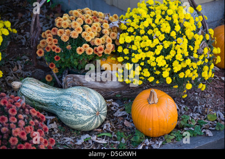 A grouping of autumn flowers and harvested squash make a beautiful decoration. Stock Photo