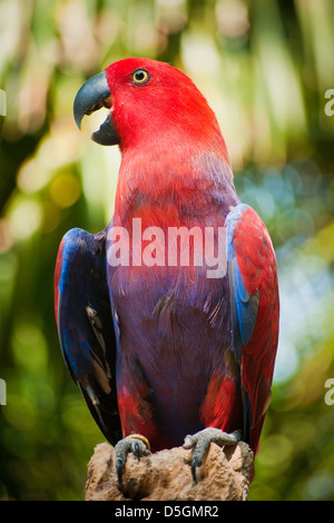 closeup of electus parrots bird. Stock Photo