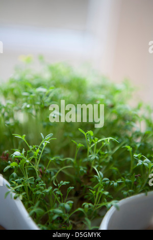 Mustard seed cress growing in a white shaped pot, shallow depth of field. Stock Photo
