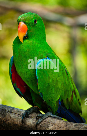 closeup of electus parrots bird. Stock Photo