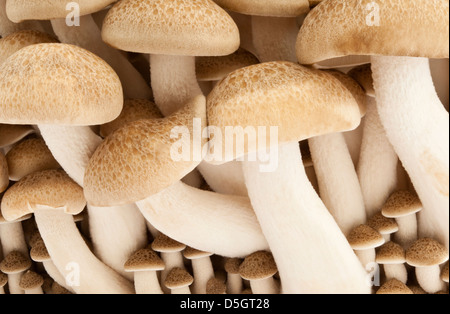 A cluster of Buna Shimeji miniature edible mushrooms Stock Photo