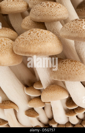 A cluster of Buna Shimeji  edible mushrooms Stock Photo