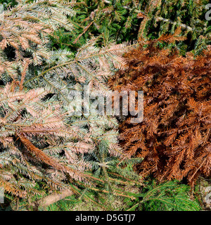 Pine trees thrown away after christmas Stock Photo