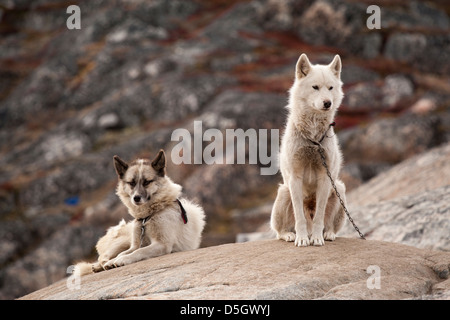 Two Greenland husky dogs chained to rock during summer months, Ilulissat (Jakobshavn), Greenland Stock Photo