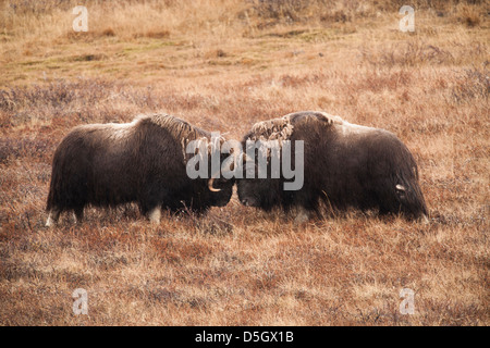 Musk Oxen, two bulls, sparring, Kangerlussuaq, Greenland