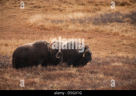 Musk Oxen, two bulls, Kangerlussuaq, Greenland Stock Photo