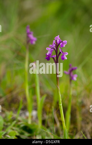 Champagne's orchid, Orchis champagneuxii, Andalusia, Southern Spain. Stock Photo