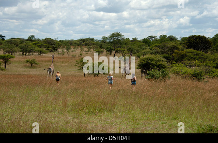 Three girls chasing two giraffes in the Zimbabwean bush at Antelope Park. Stock Photo