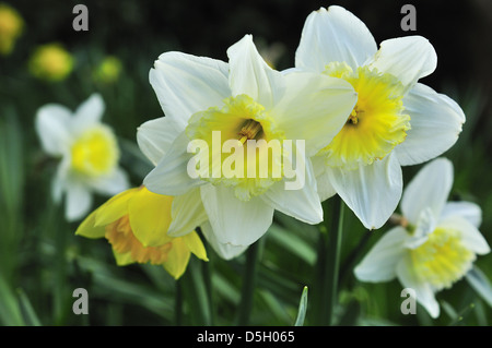 Poeticus daffodils flowering in spring in grassland  at Snow Hill, West Wittering, West Sussex, England, UK Stock Photo