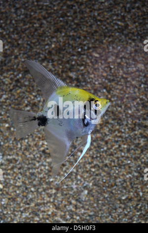 Juvenile angelfish in aquarium Stock Photo