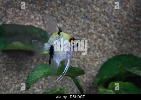 Juvenile Angelfish in aquarium Stock Photo