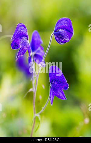 Monkshood (aconitum delphinifolium, buttercup, ranunculaceae), poisonous plant, Denali National Park, Alaska, USA Stock Photo